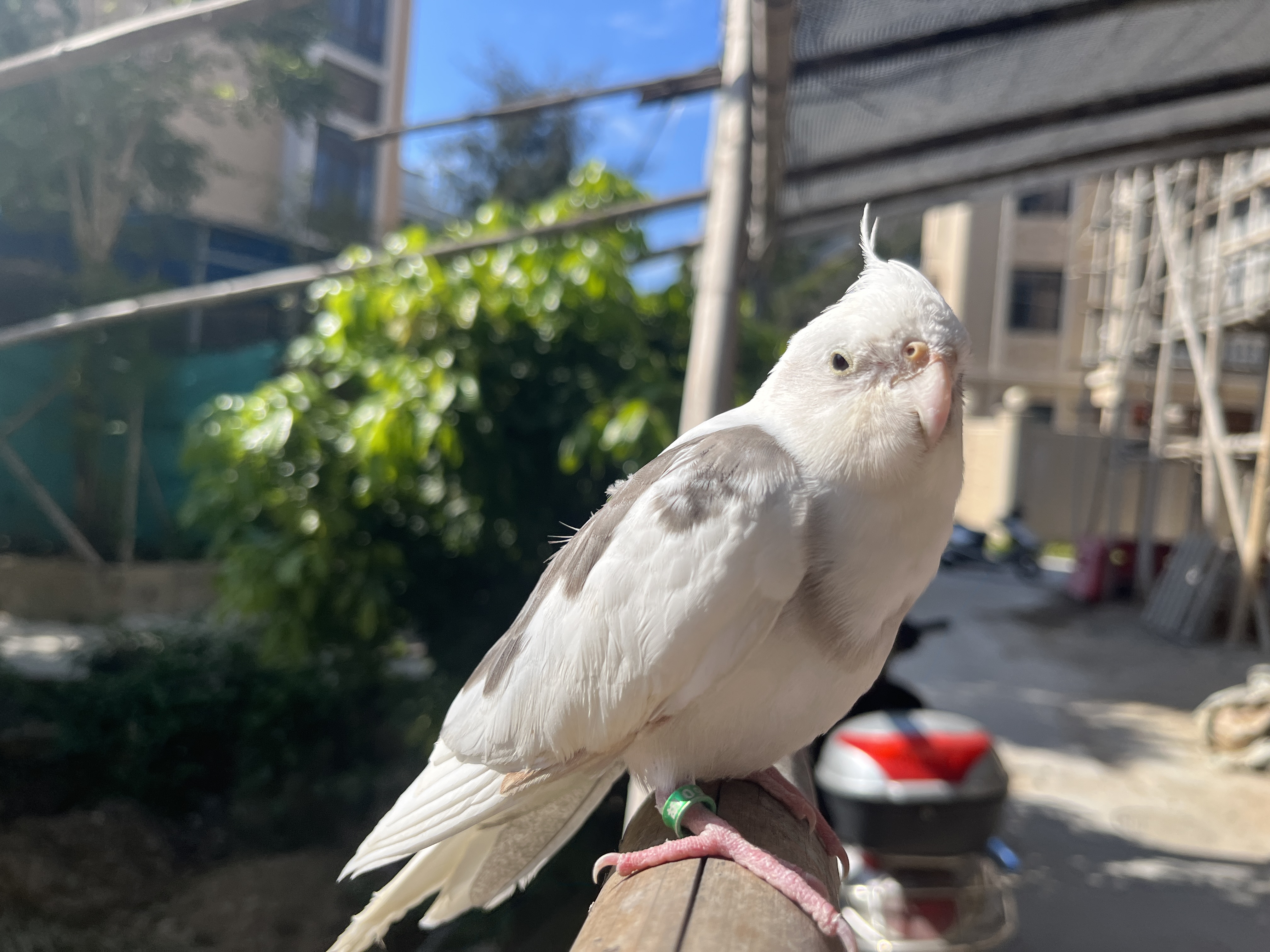 头七鸟儿来我家